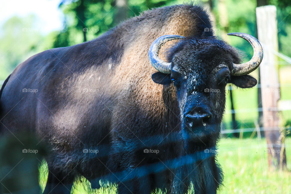 American bison