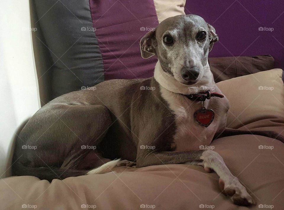 Italian Greyhound in Bed