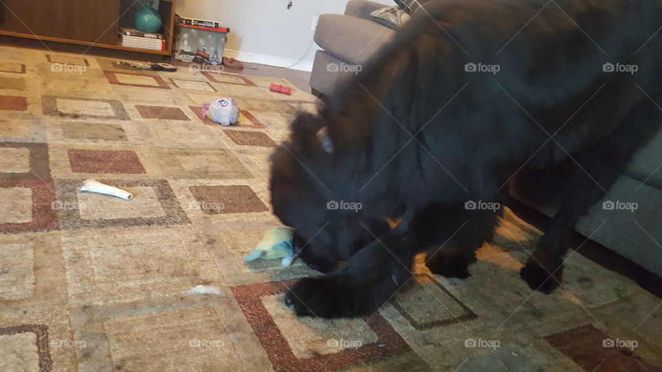 No Person, Mammal, One, Cat, Indoors