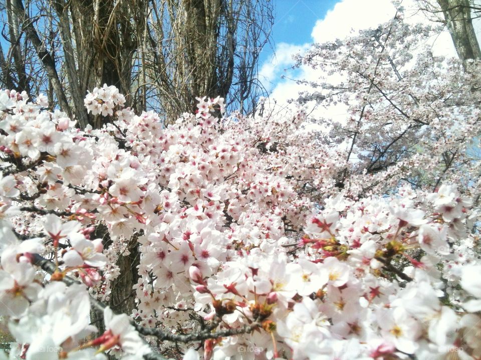 Cherry blossom