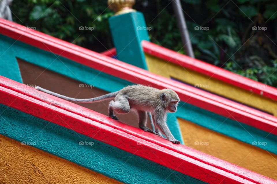 Monkey walking down the colourful stairs of a Malaysian temple.