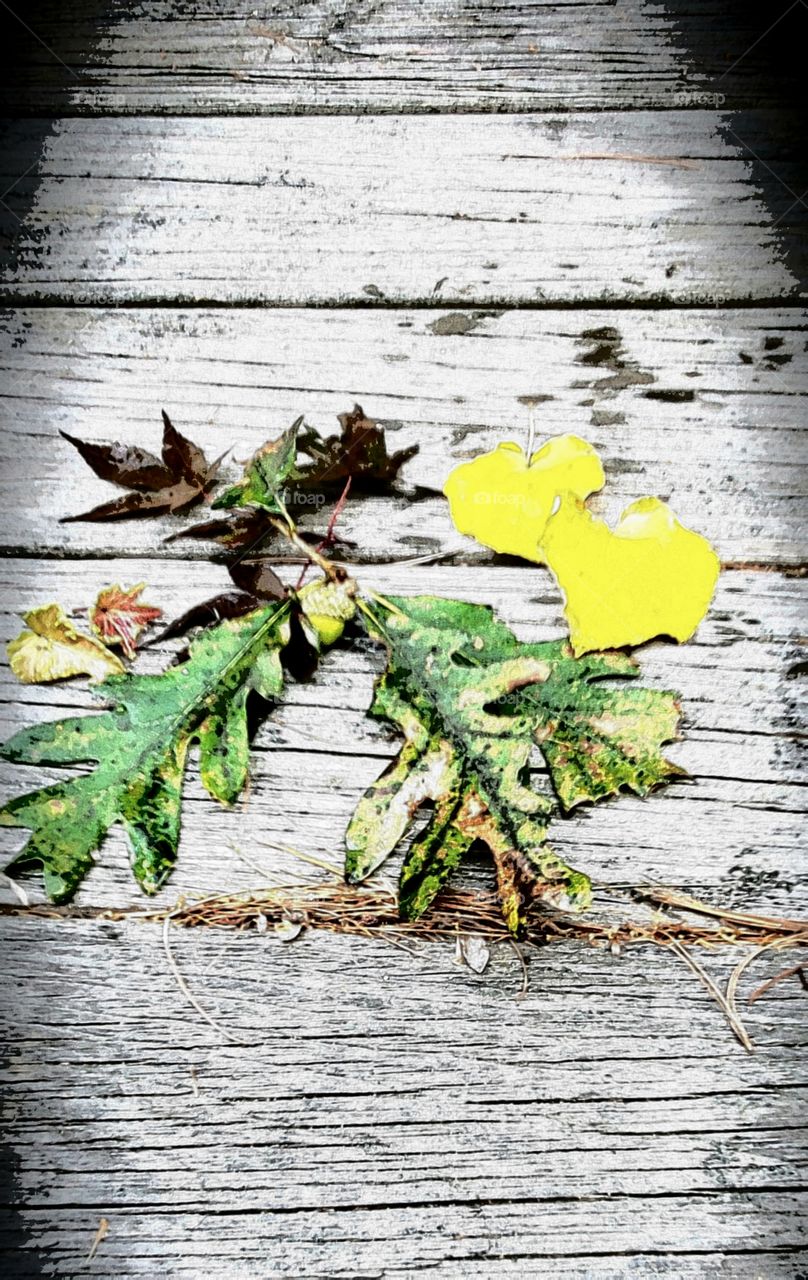 Fallen Autumn leaves on rustic old board ramp. There's a variety of leaves that are together.