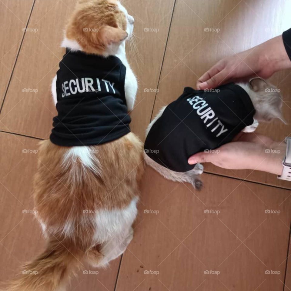 mom and kitten dressed like security