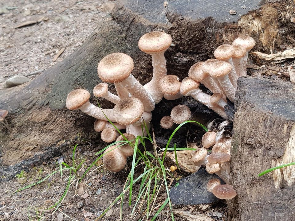 Mushroom in the undergrowth