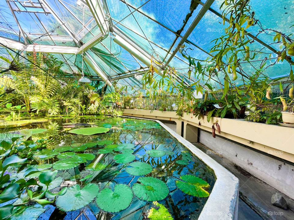 Botanical garden 🎋