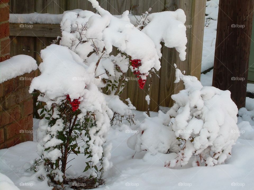 Berries covered in snow