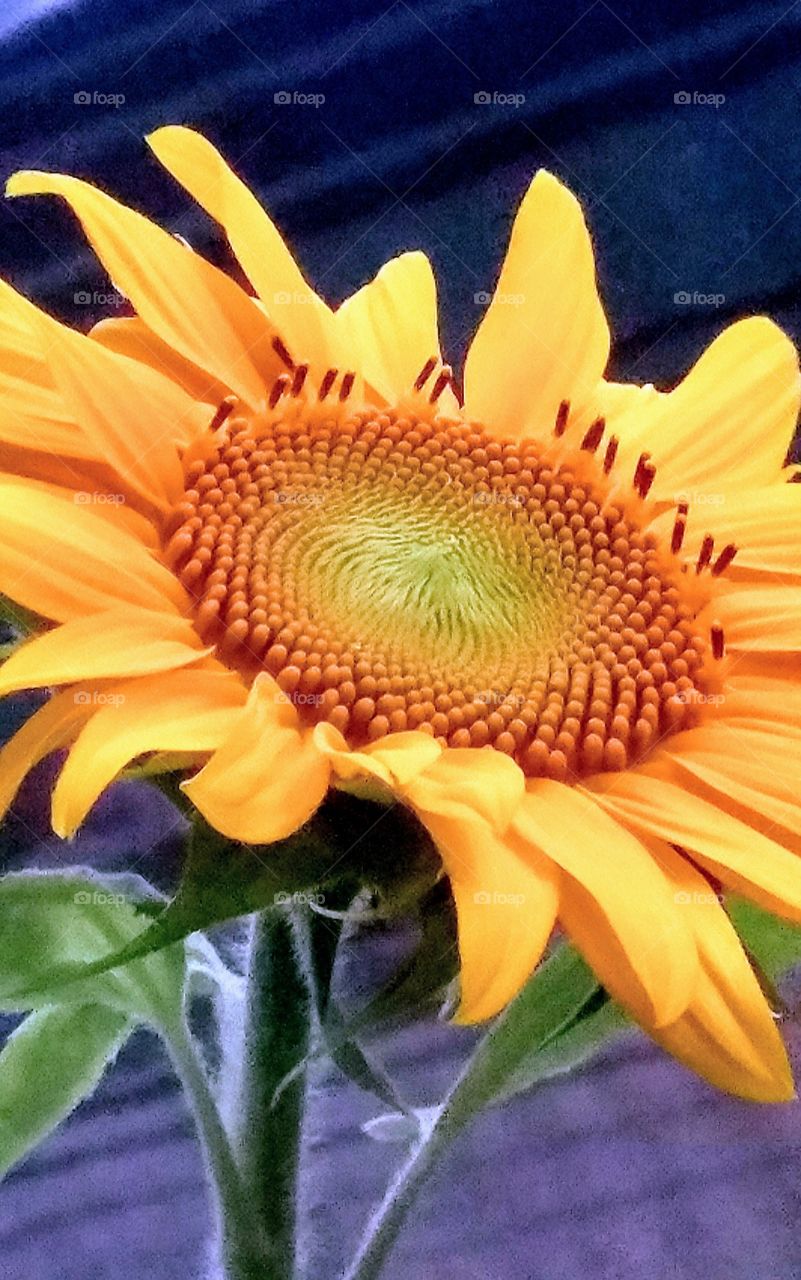 Late day closeup of Sunflower in full bloom. Flower is bright with a darkening background.
