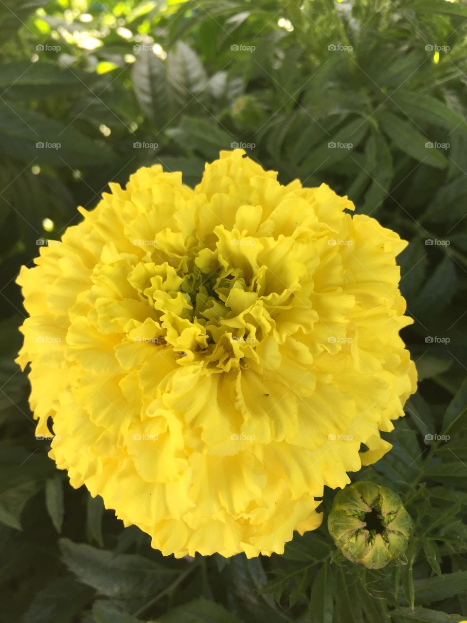 Pretty yellow flower.