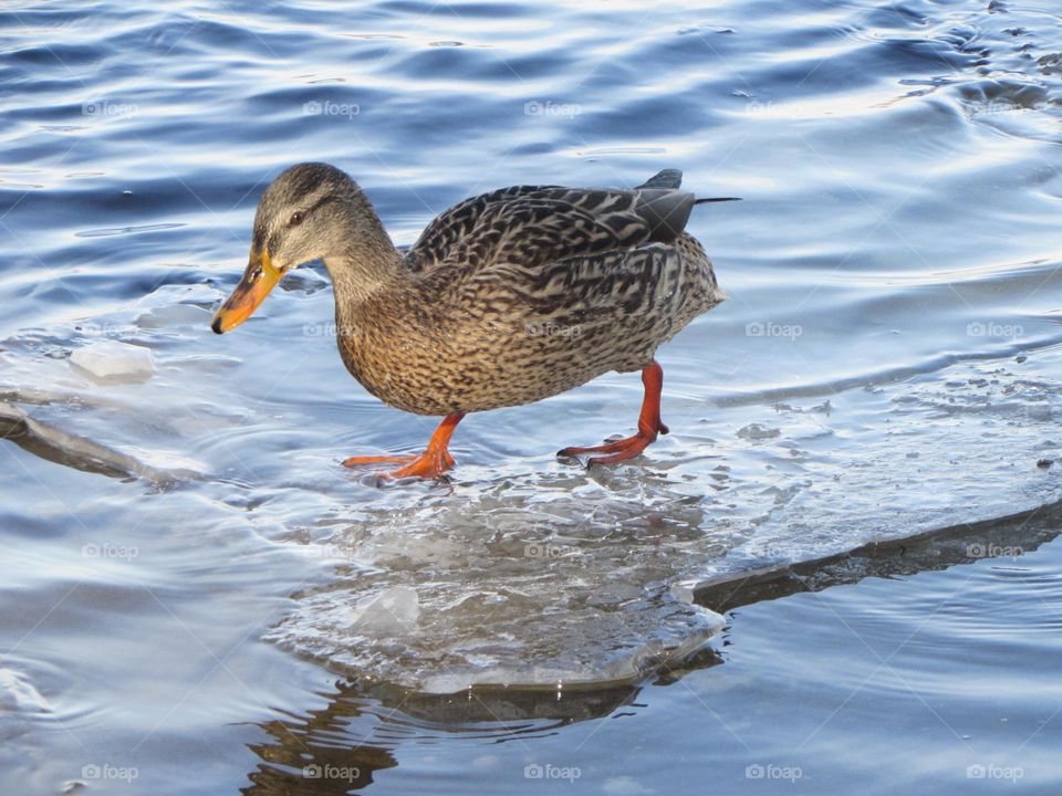 Duck in a city park on a frozen river