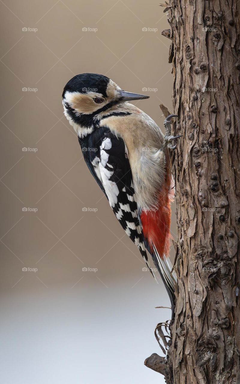 Great Spotted Woodpecker