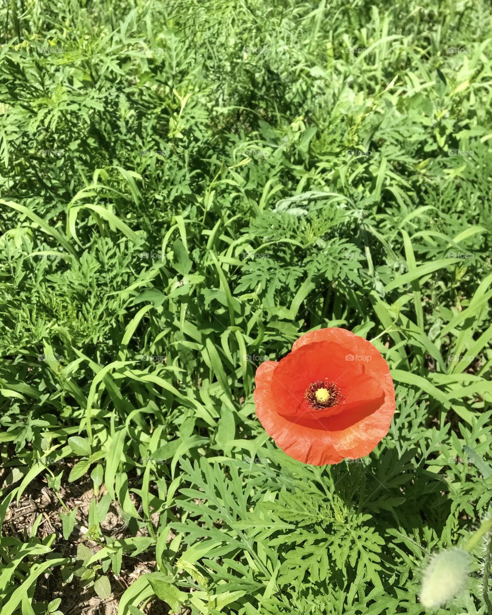 Red poppy flower on a green field