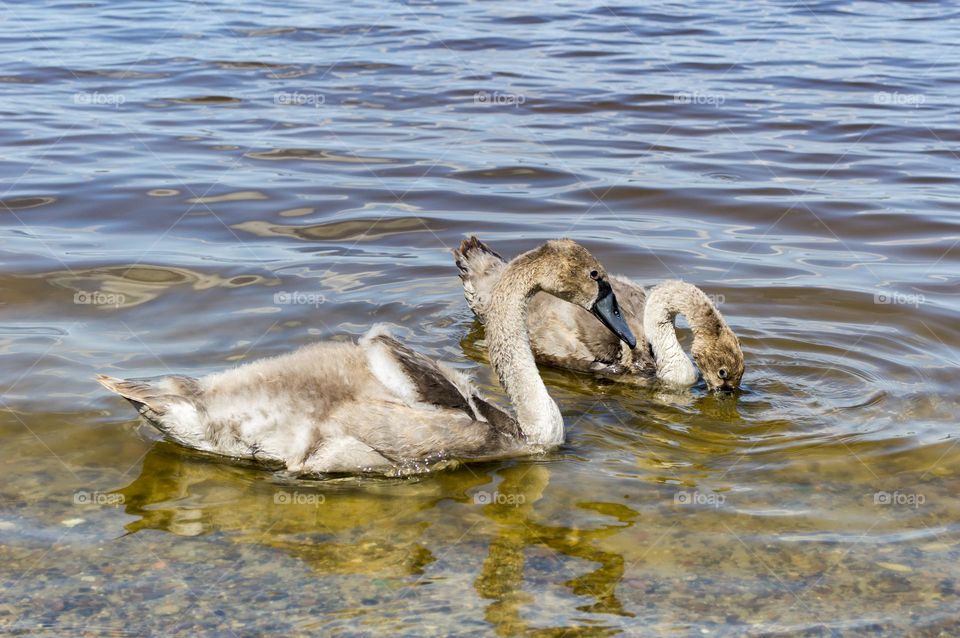 Swan family