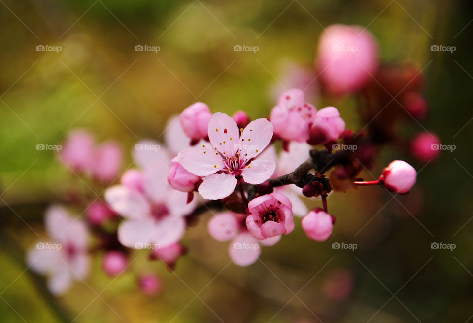 Beautiful blooming tree branch April time spring 