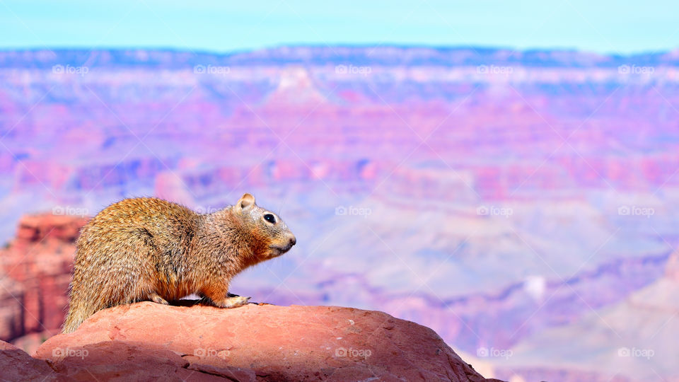 Squirrel enjoying the view. A squirrel is enjoying the view in the Grand Canyon