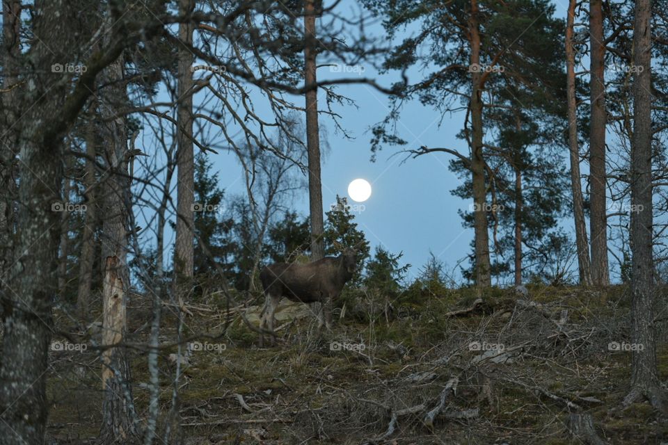 fullmoon in sweden