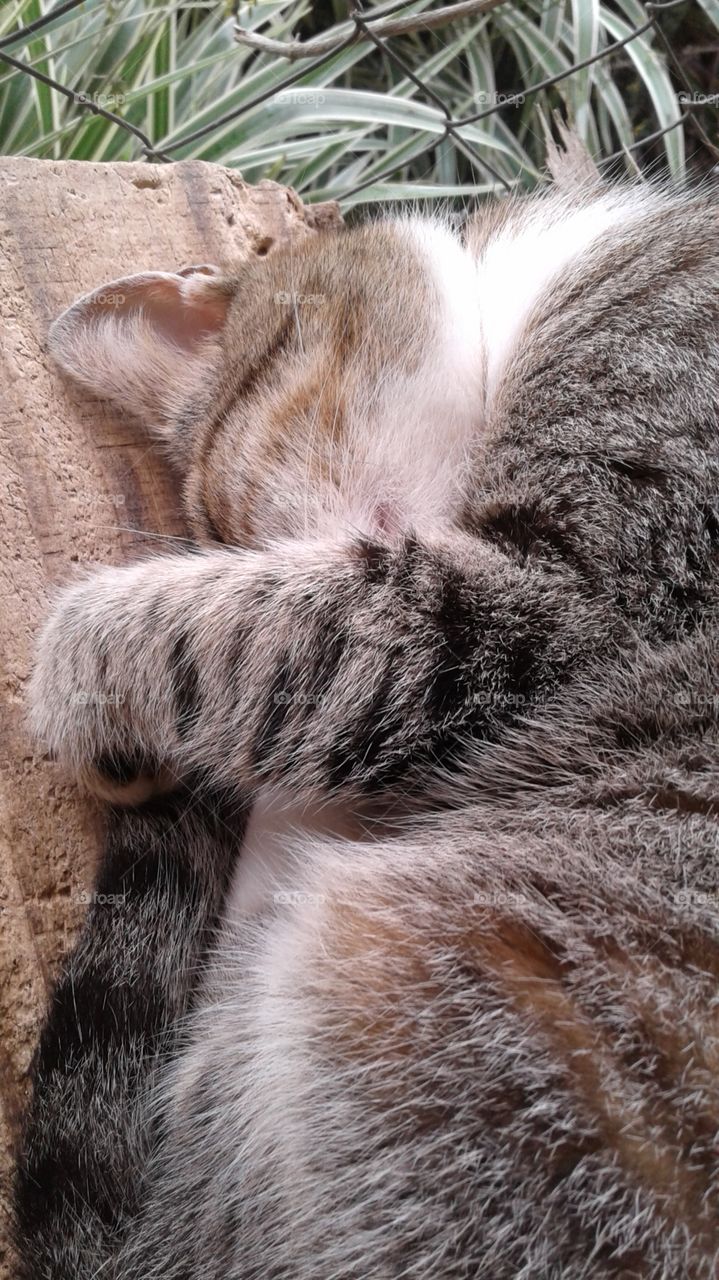 HAUSTIERE KATZENARTIG SÄUGETIER GRAUE KATZE 🐱