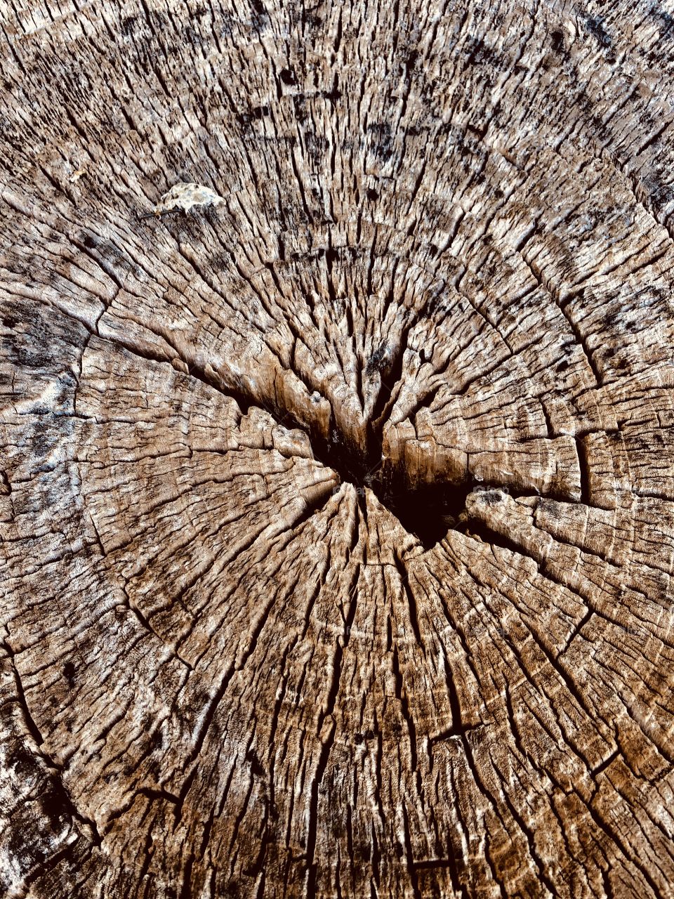 Broken tree trunk 