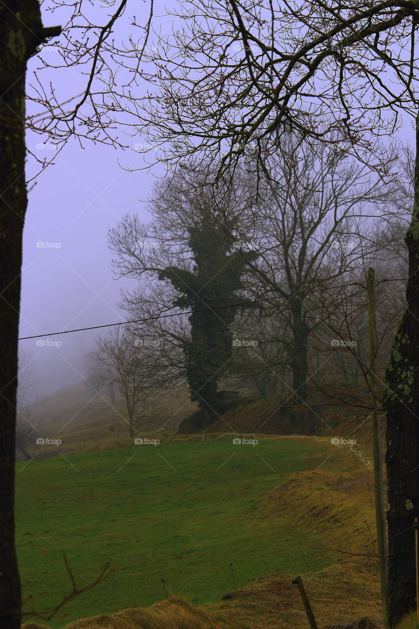 Tree in the fog