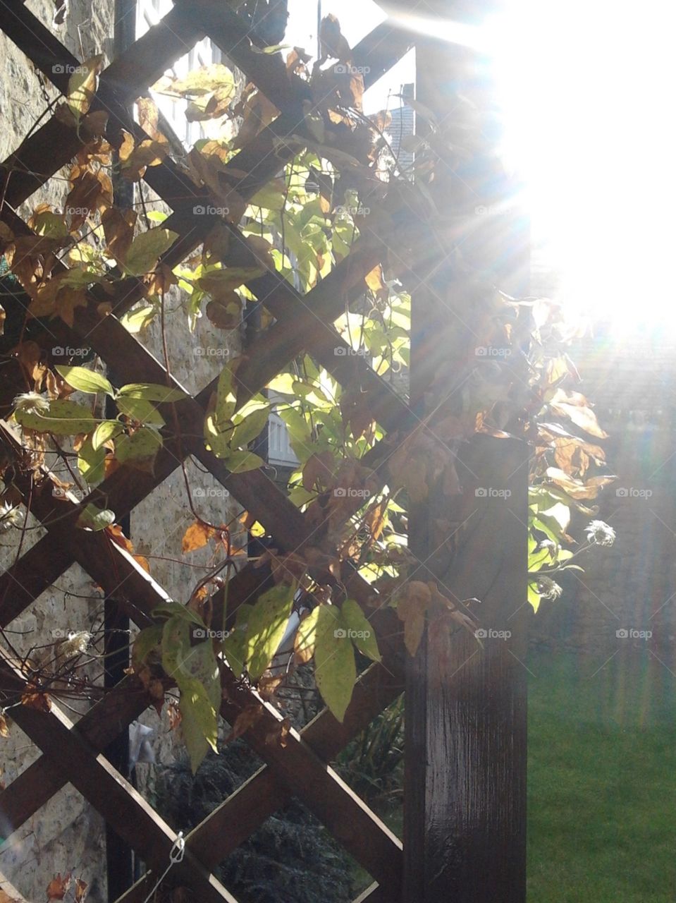 Garden trellis with late summer leaves, late afternoon sunshine in the garden with sun flair.