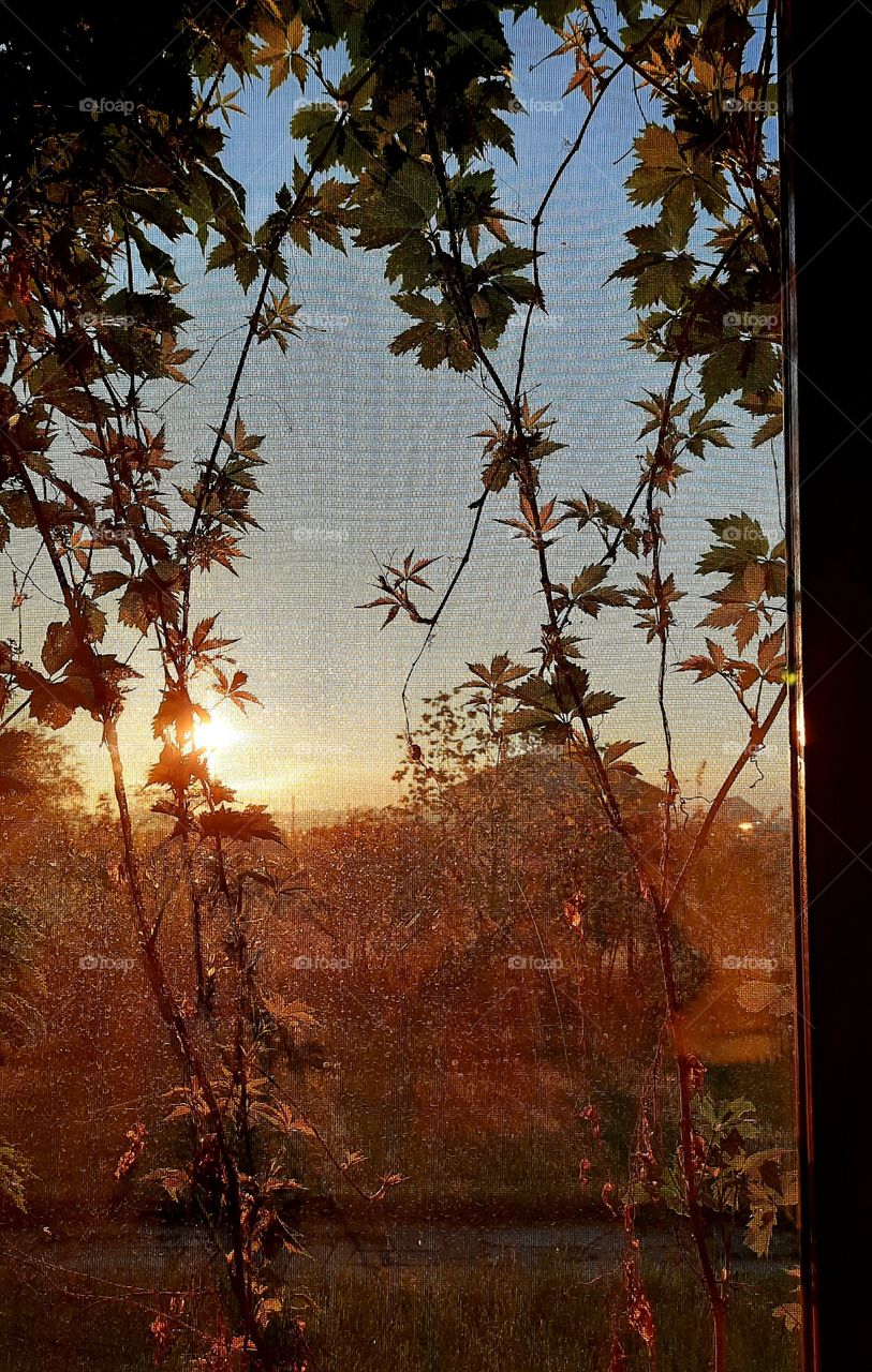 sunrise through the window with a mosquito mesh