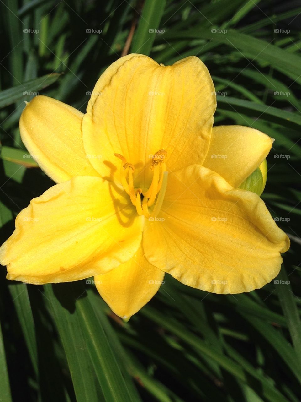 Yellow daylily