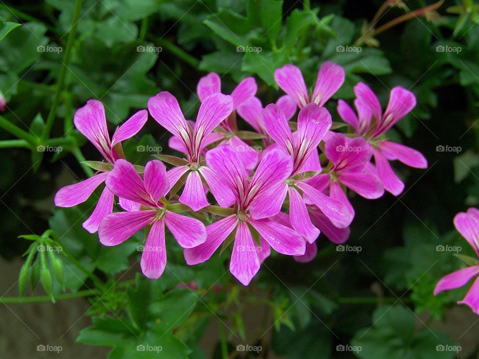 pink beauty