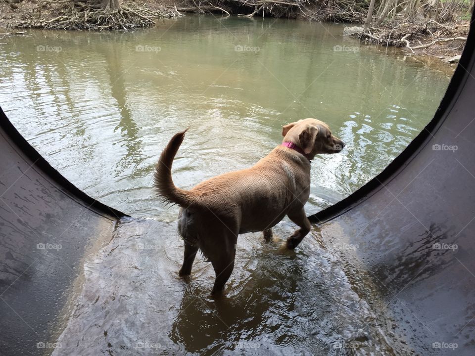Lab taking a dip