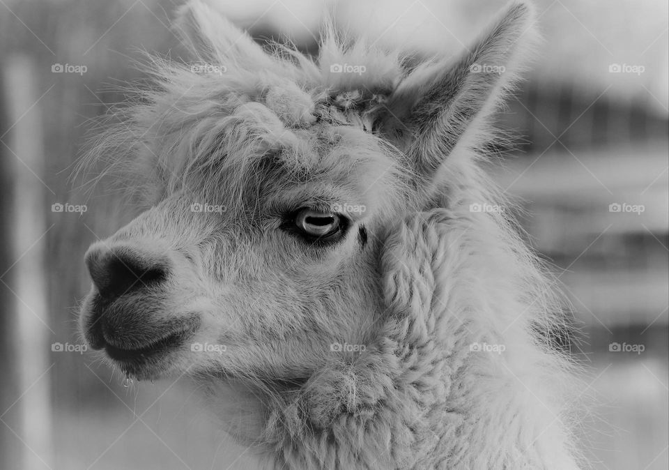 Portrait eines Lamas