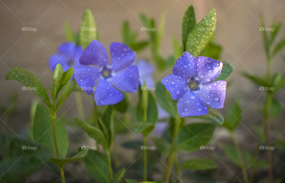 Close up of violet purple Vinca Minor flower on morning dew