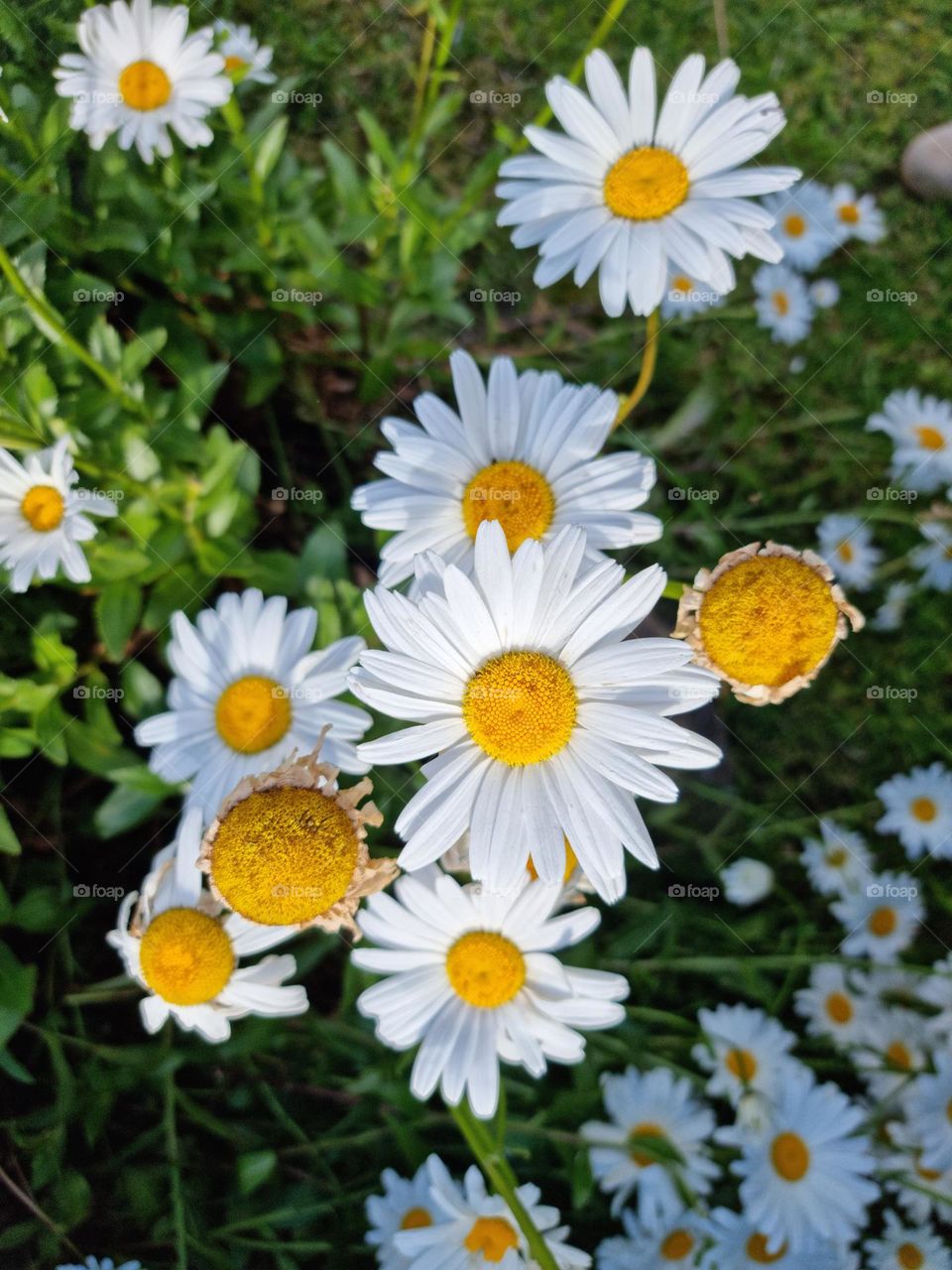 Close-up of a dandelion flower.