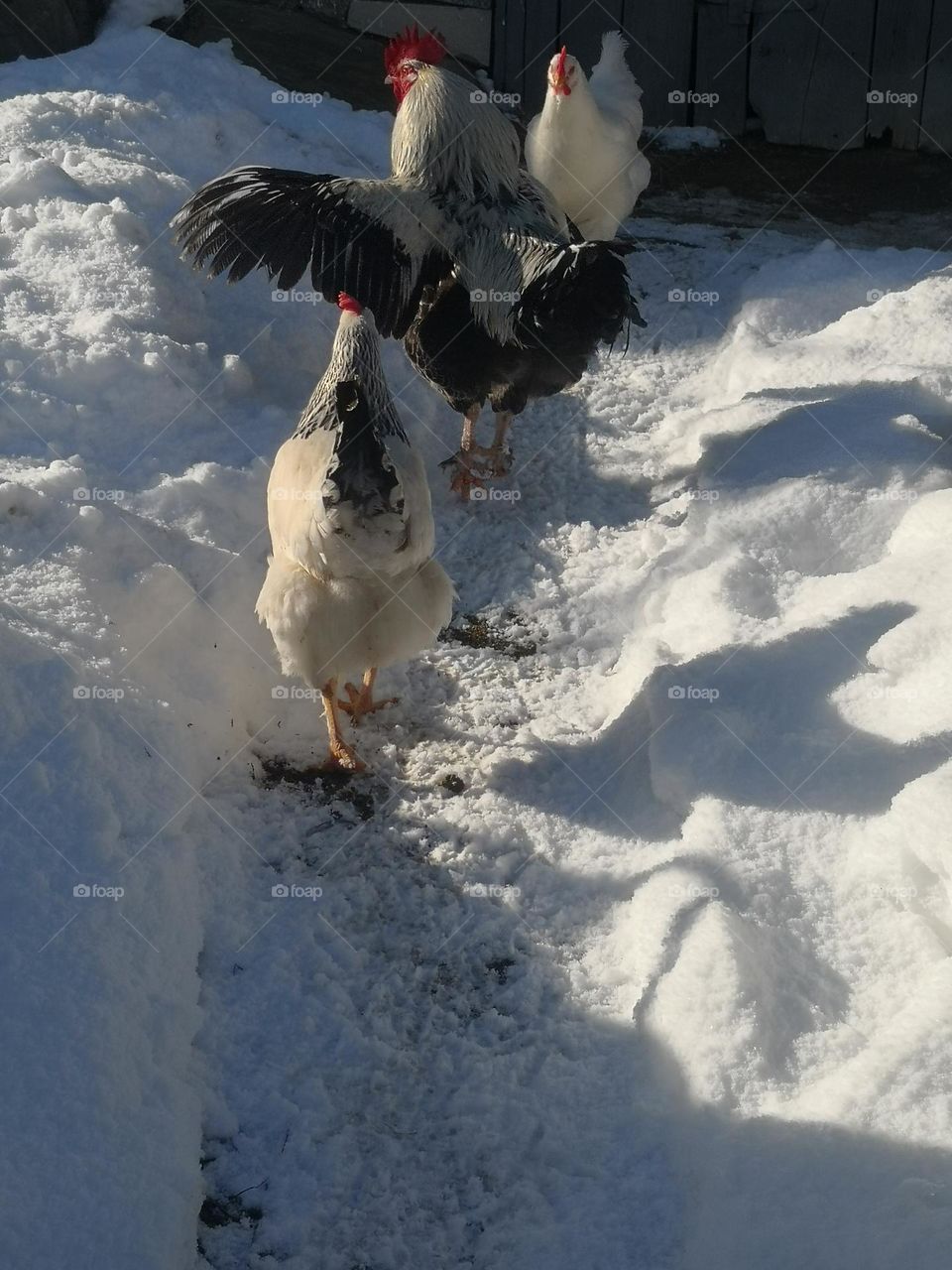 The rooster and the hen