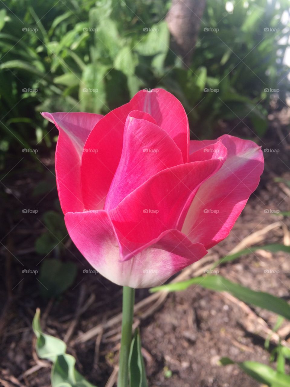 Tulip Glory