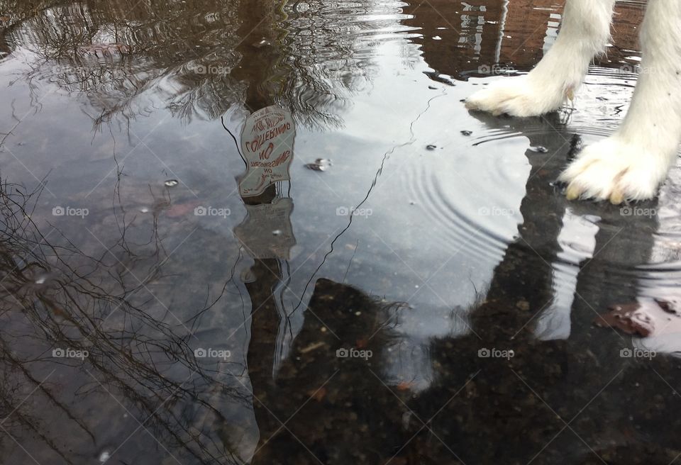 Close-up of dog's leg reflecting on puddle