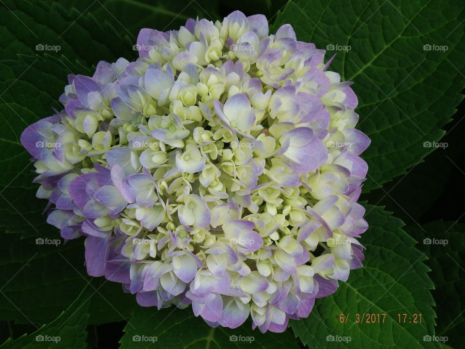 Hydrangea purple & yellow