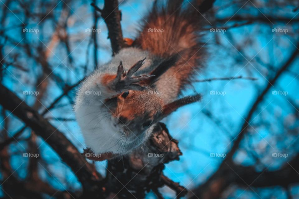 Adorable squirrel who loves to be photographed