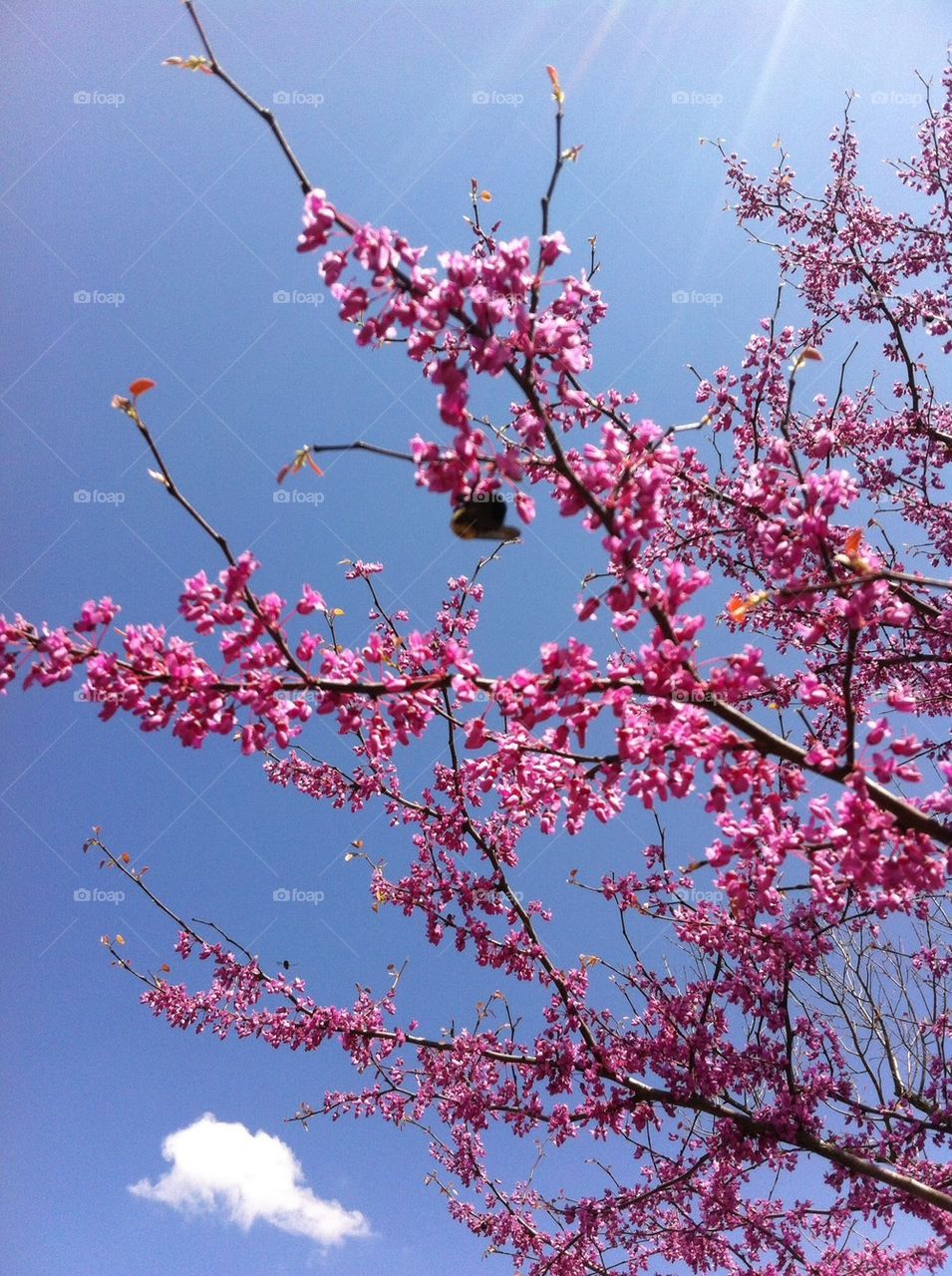 Spring trees