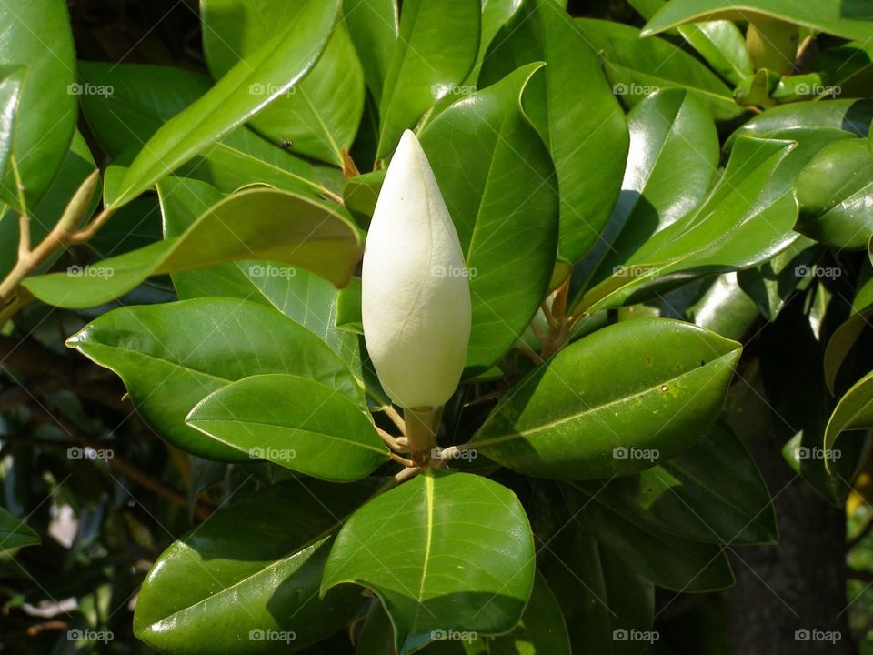 Magnolia bud