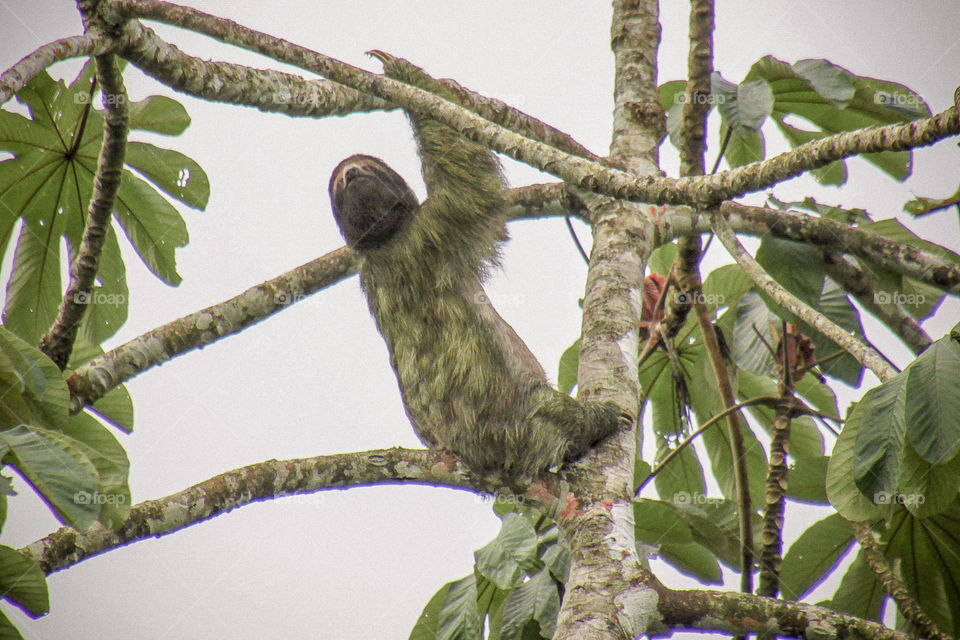 Costa Rica sloth 