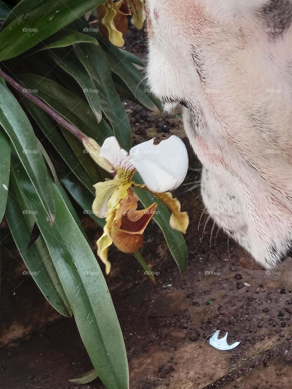 smelling the flowers