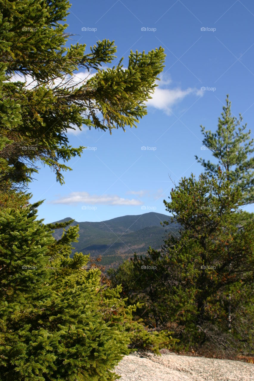 Mountains through pine trees