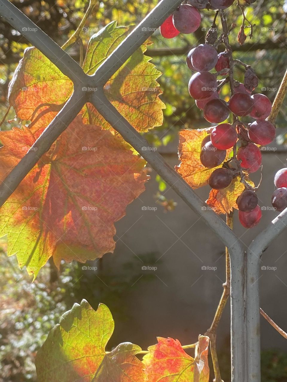 Beautiful view of autumn leaves and grapes on the fence 