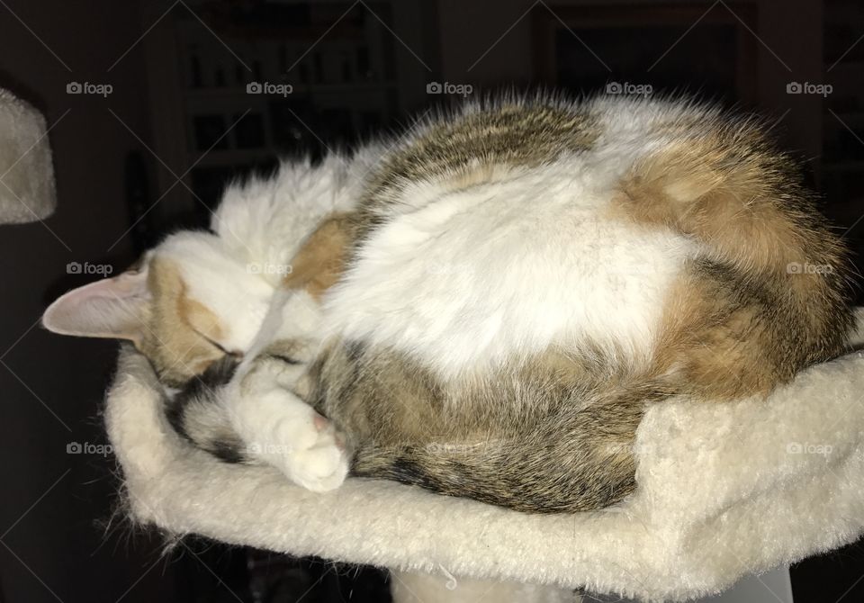 Sleepy Calico Cat 🐱