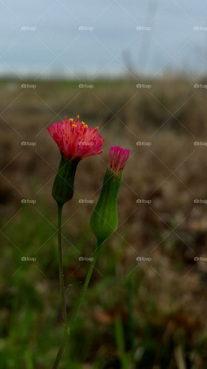 wild flower collection