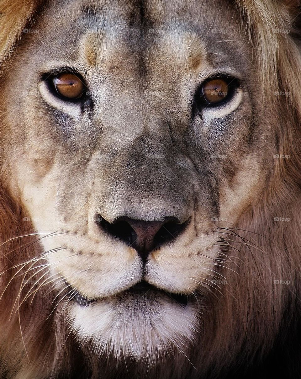 wild male African lion