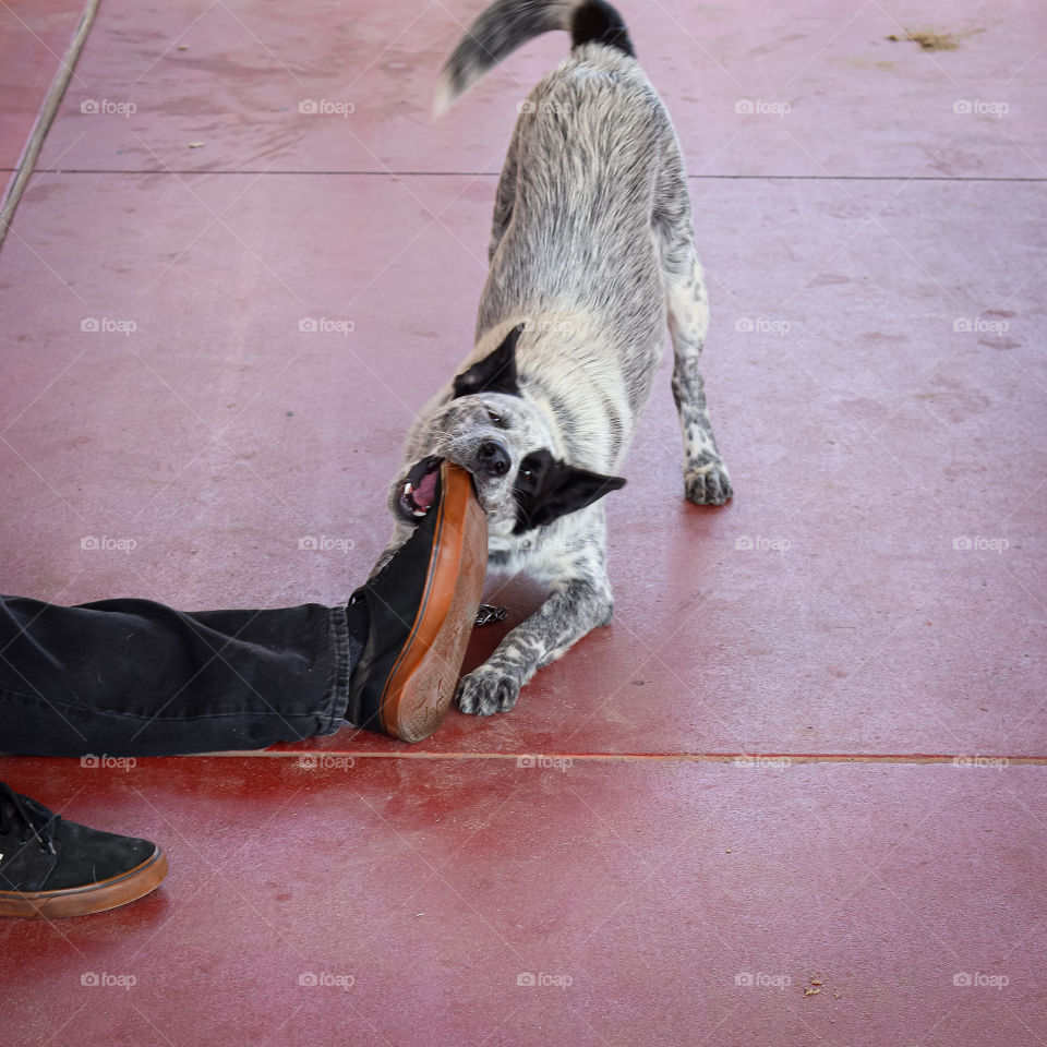 Dog Chewing on a Man's Shoe, While its Still on his Foot