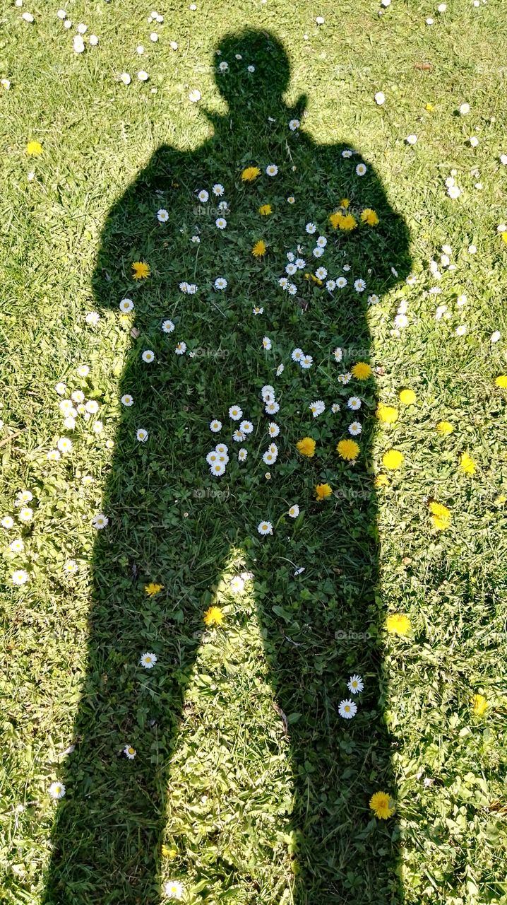 one shadow of a person full of grass and beautiful yellow and white flowers