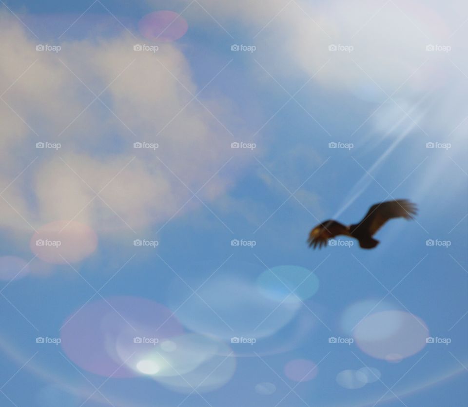 Sky, Flight, Bird, Freedom, Daylight