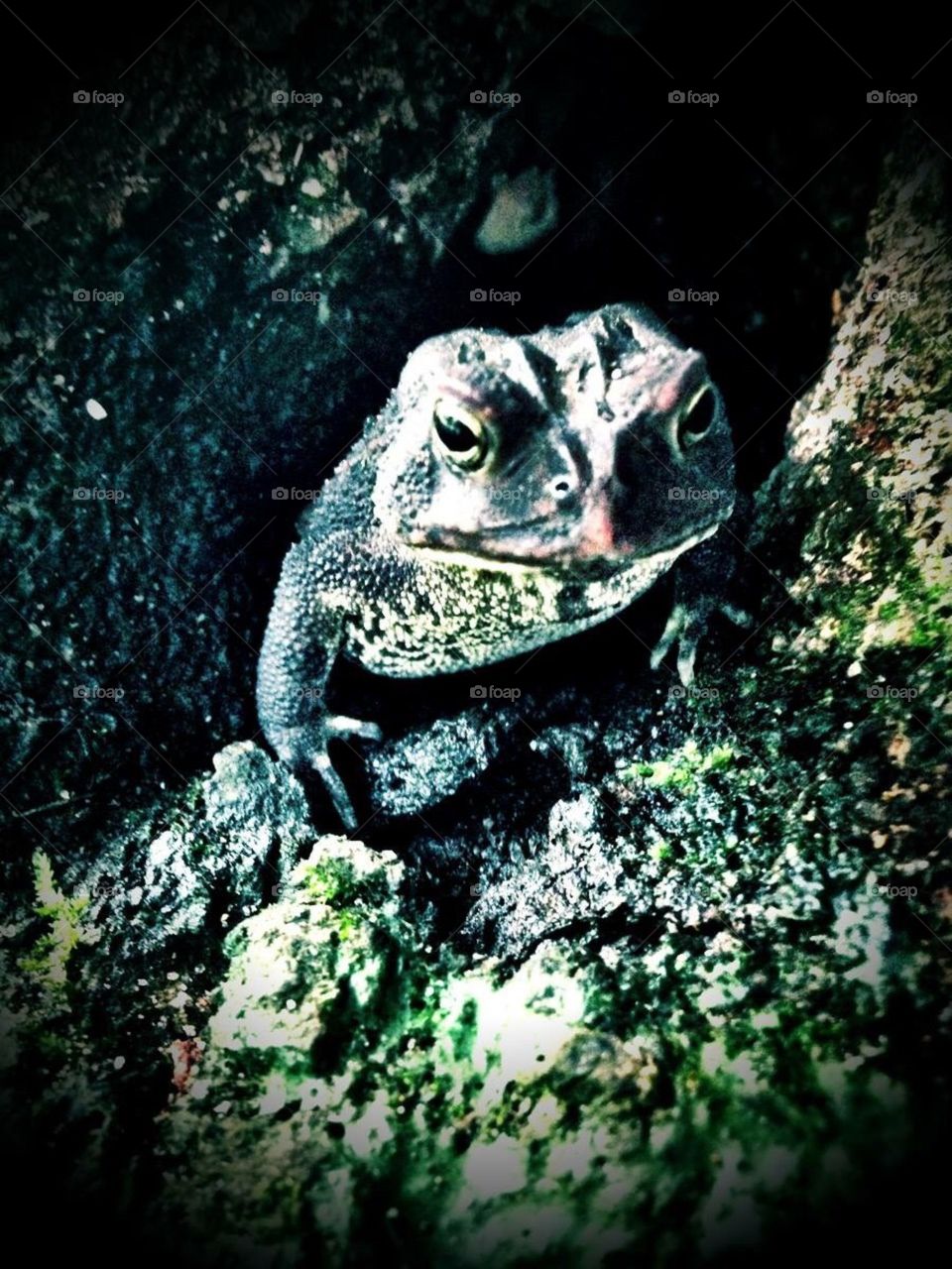 Tree Toad