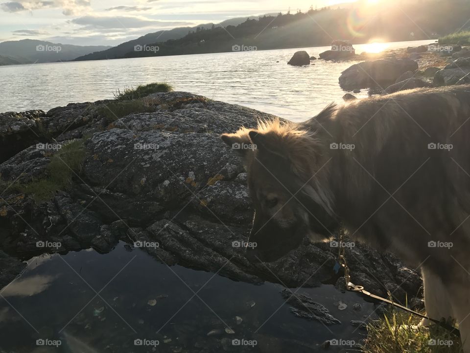 Dog reflecting in Scotland 