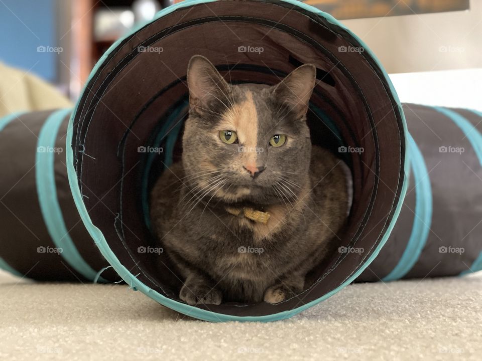 Tortoise shell cat in tunnel